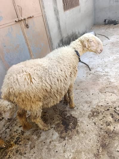mundri sheep + sheep kid