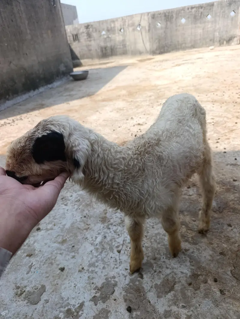 mundri sheep + sheep kid — photo 2