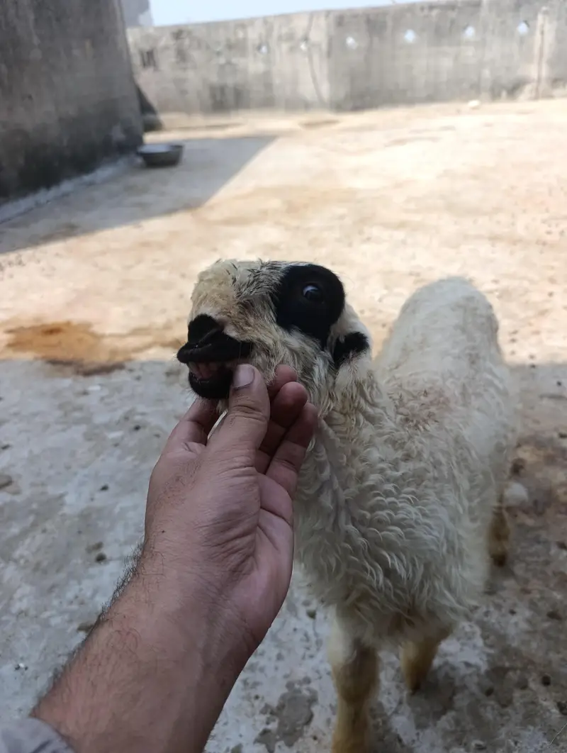 mundri sheep + sheep kid — photo 3