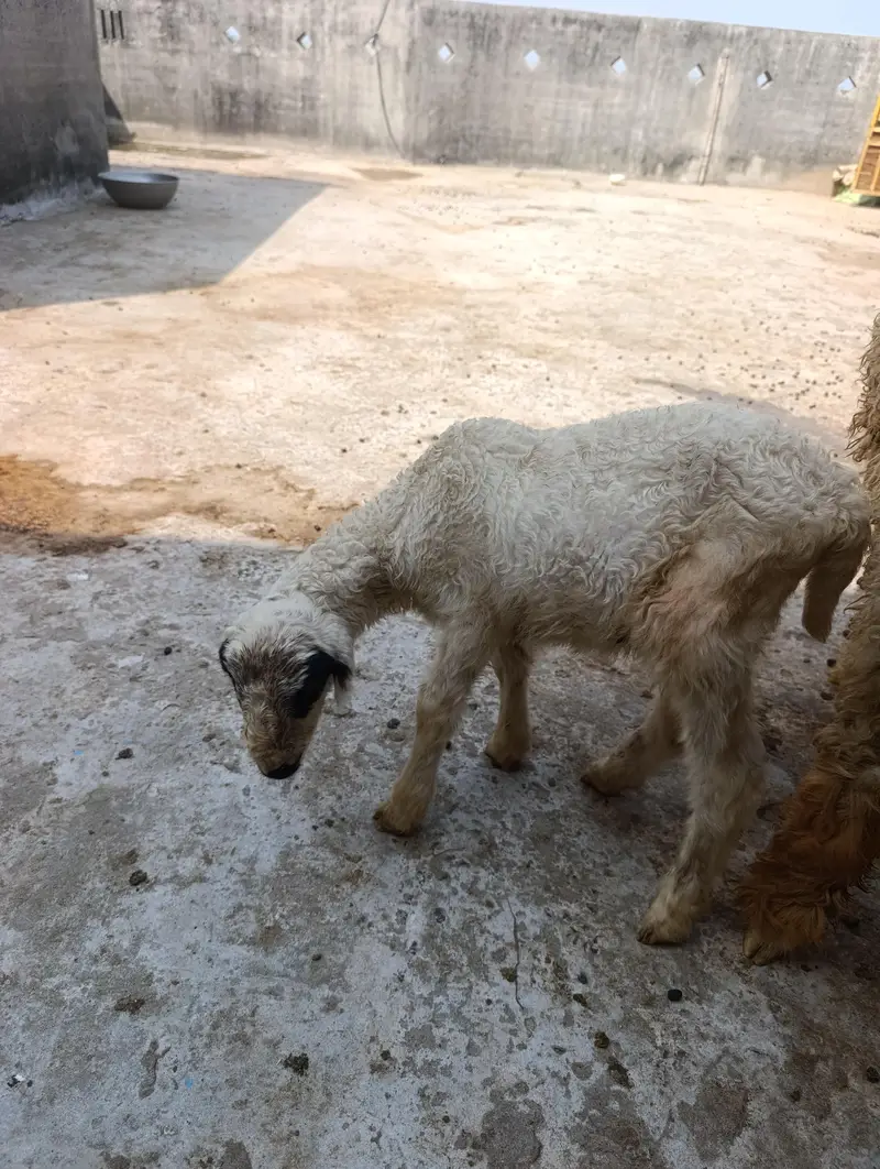 mundri sheep + sheep kid — photo 4