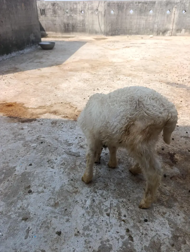 mundri sheep + sheep kid — photo 5