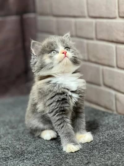 Persian Kittens | Triple Coated Fluffy Kittens | Kittens For Sale