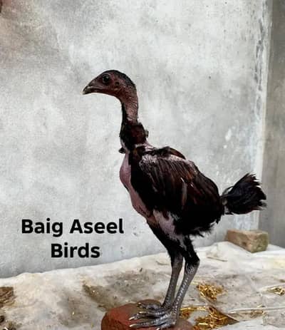 hera, thai,shamo,miyawali,dragon 1000rs all type of chicks. dasi chick