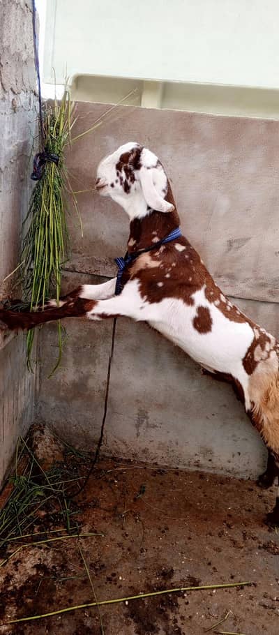 pure totta puri bakra