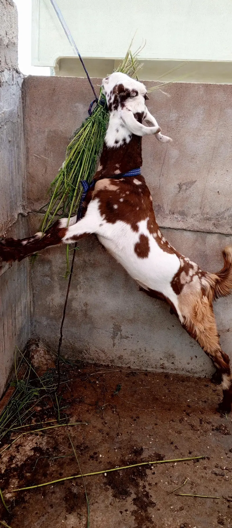 pure totta puri bakra — photo 2