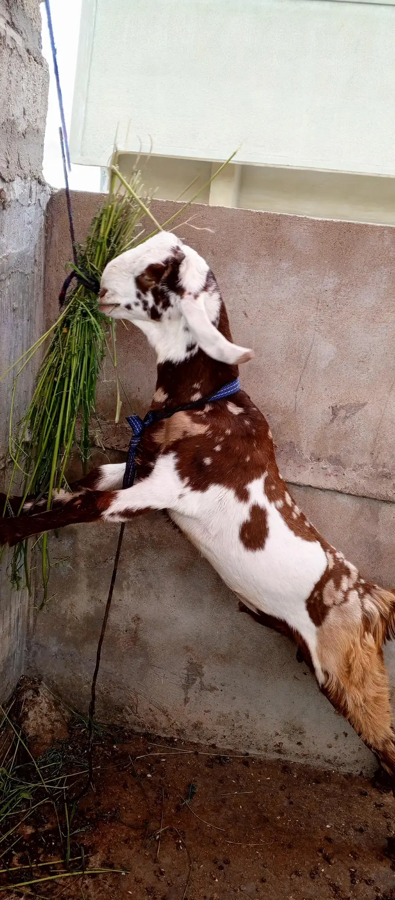 pure totta puri bakra — photo 3