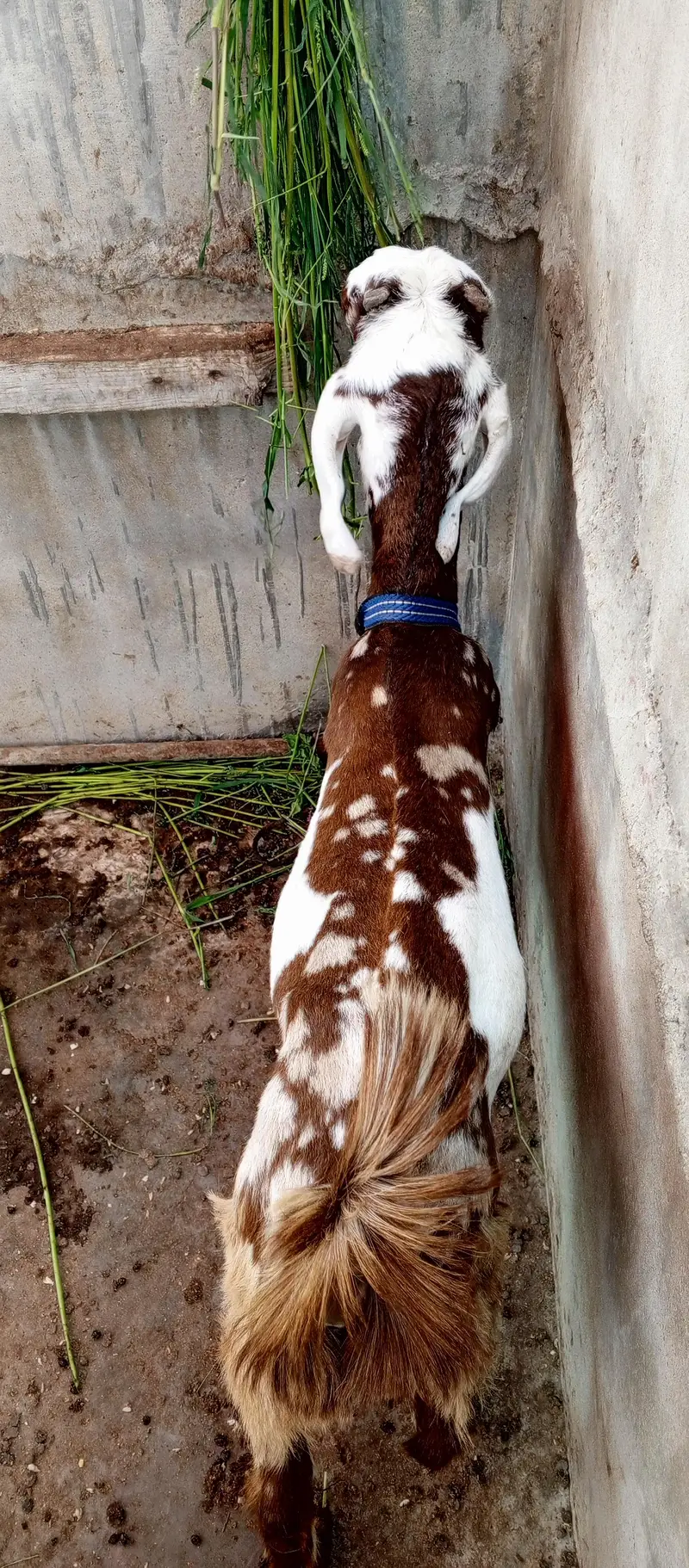 pure totta puri bakra — photo 4