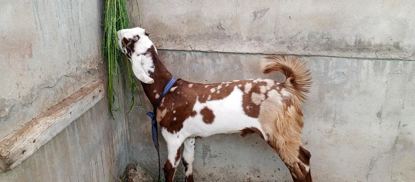 pure totta puri bakra — photo 5