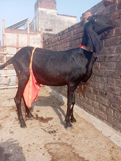 beetal bakri sath do male ha