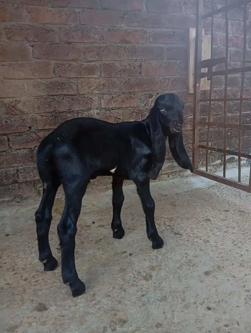 beetal bakri sath do male ha — photo 2