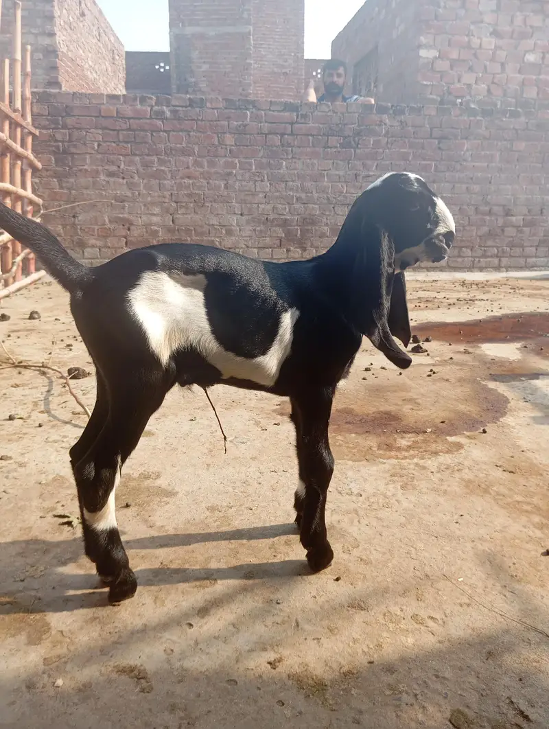 beetal bakri sath do male ha — photo 3