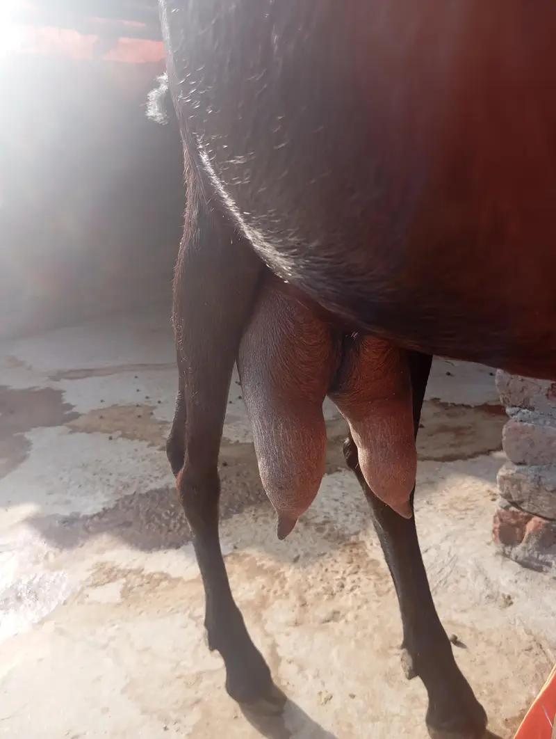beetal bakri sath do male ha — photo 4