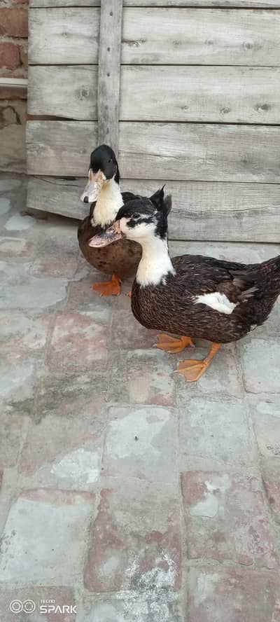 Healthy Duck Pair – Male + Female | Egg Laying