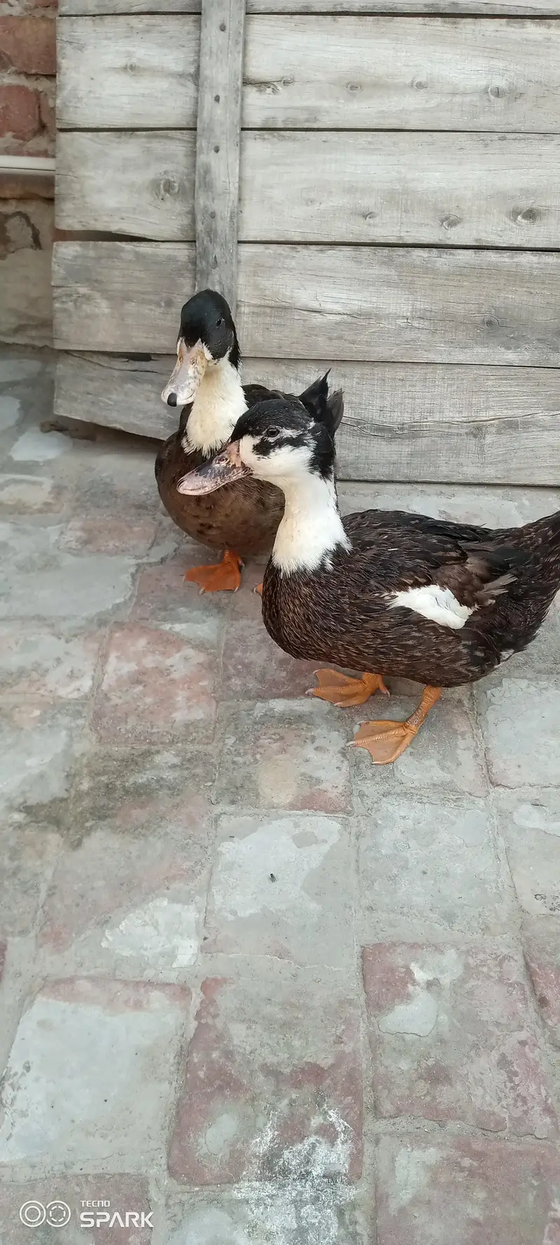 Healthy Duck Pair – Male + Female | Egg Laying