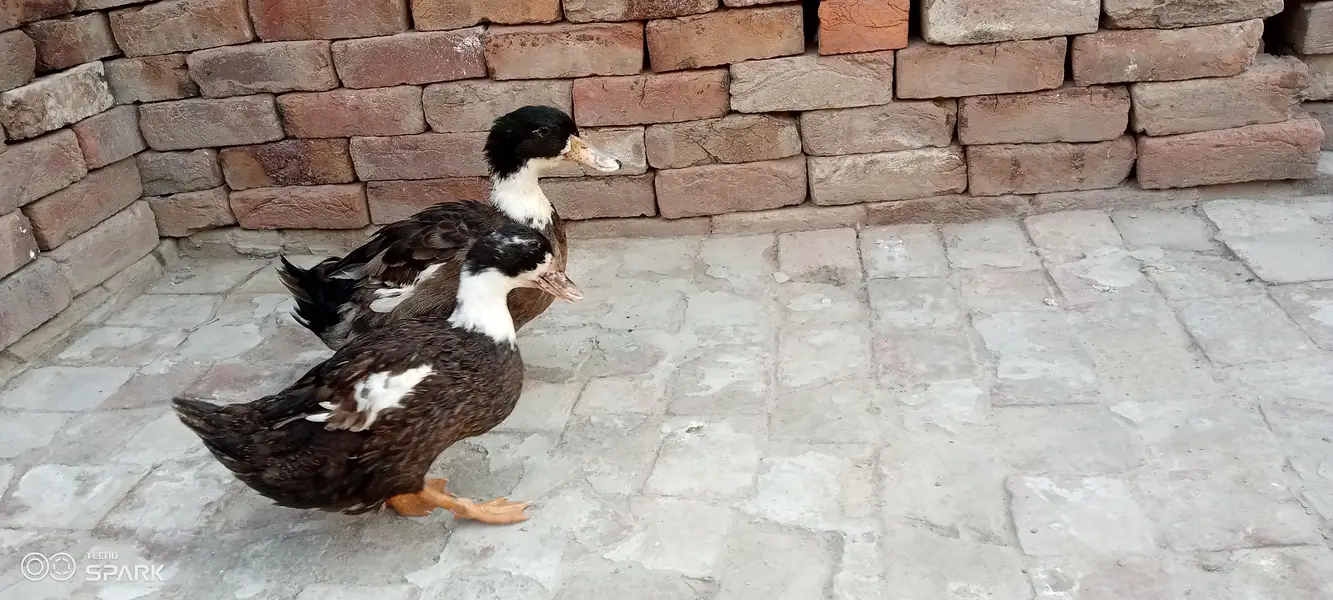 Healthy Duck Pair – Male + Female | Egg Laying — photo 2