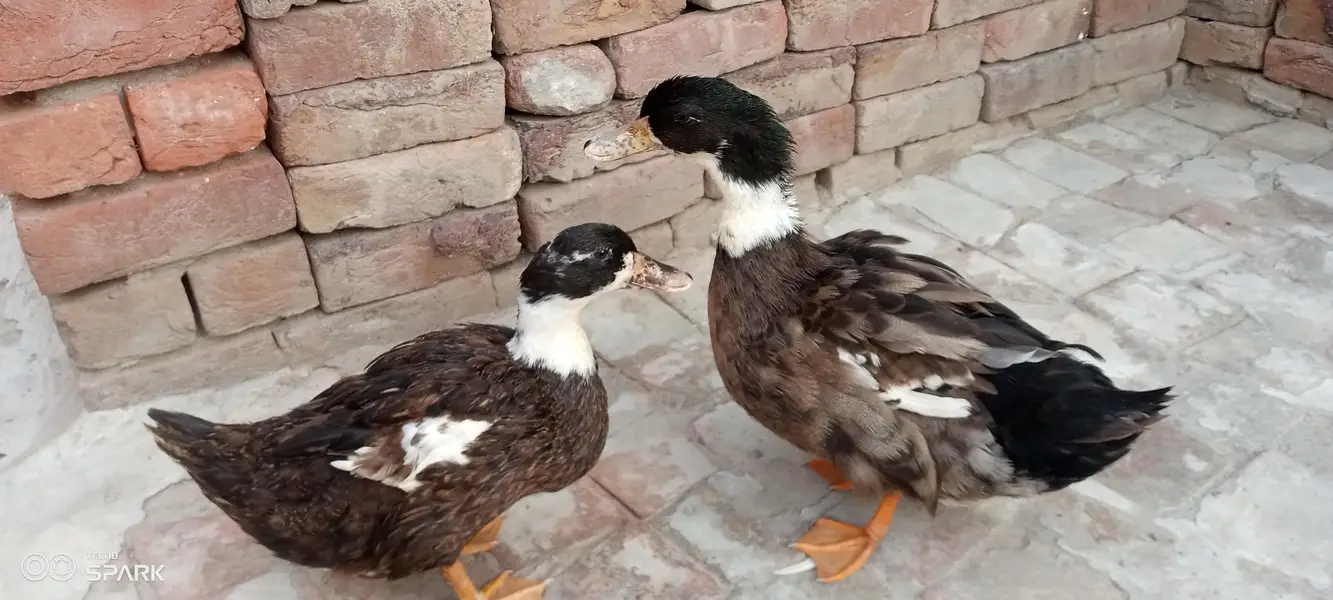Healthy Duck Pair – Male + Female | Egg Laying — photo 3