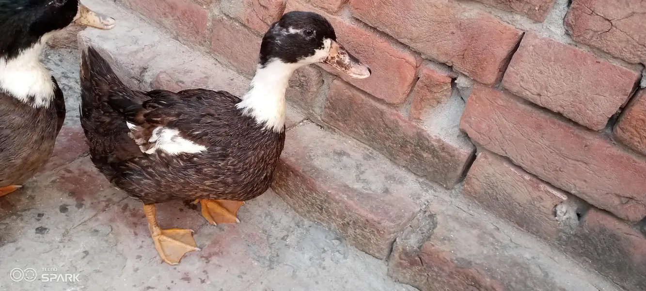 Healthy Duck Pair – Male + Female | Egg Laying — photo 4