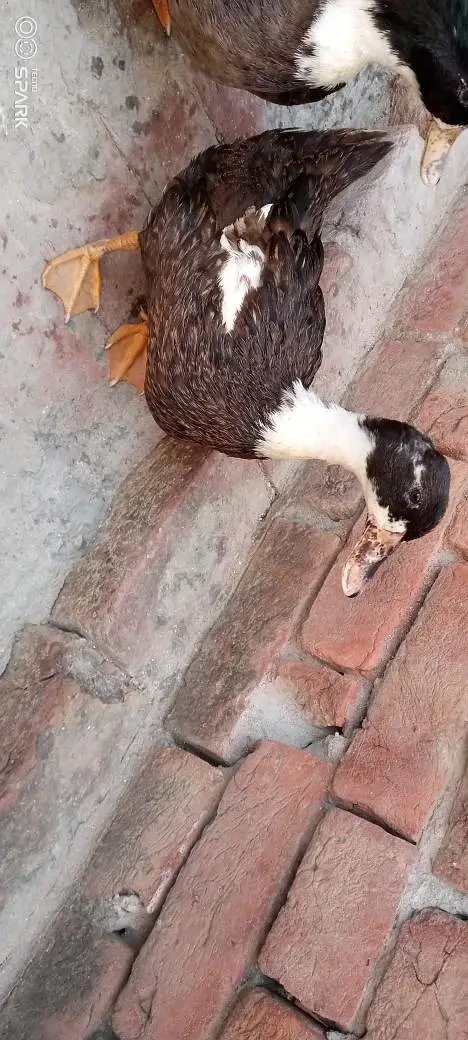 Healthy Duck Pair – Male + Female | Egg Laying — photo 5