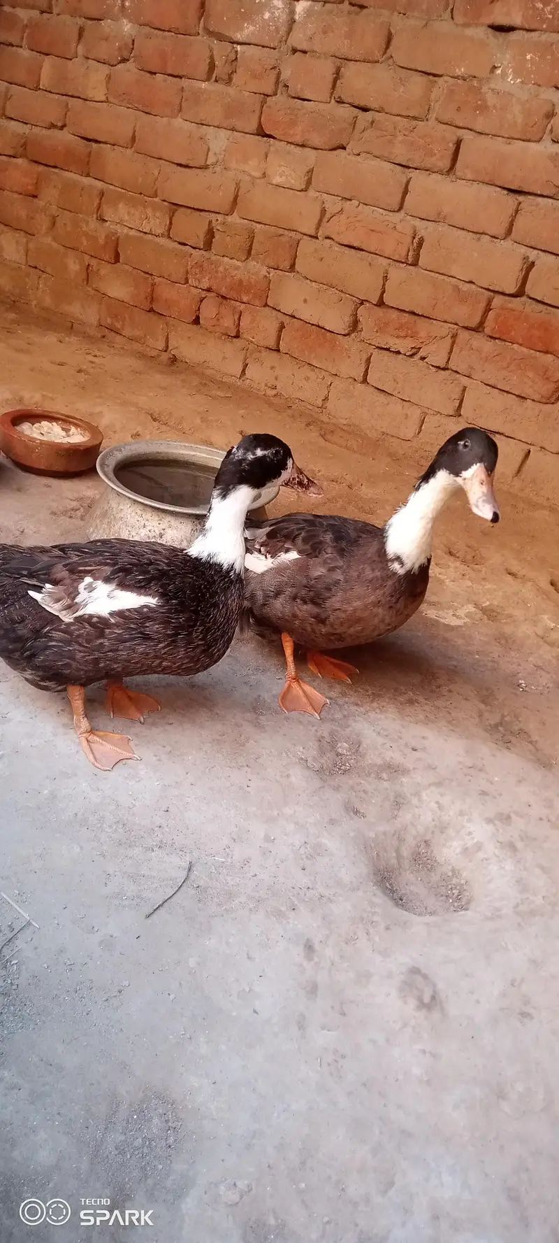 Healthy Duck Pair – Male + Female | Egg Laying — photo 6