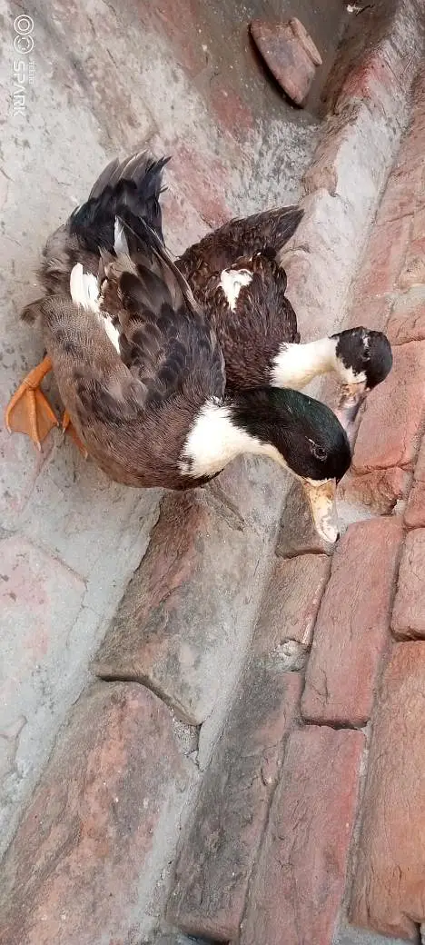Healthy Duck Pair – Male + Female | Egg Laying — photo 7