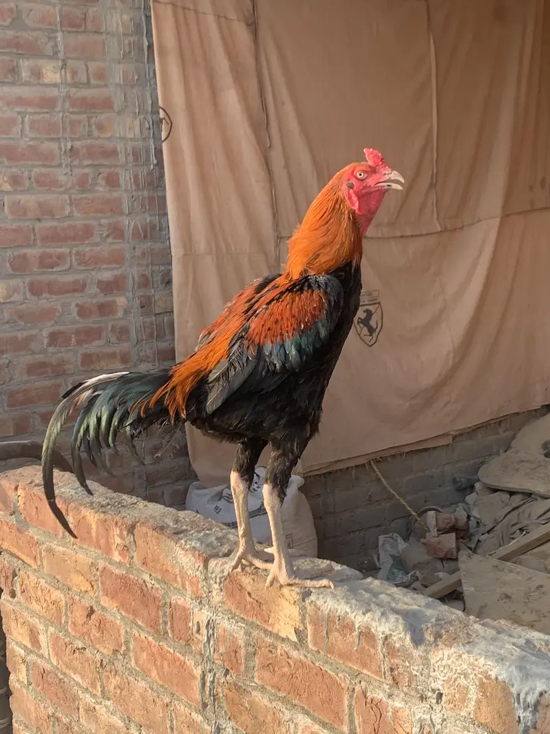 Turkish hint aseel murga for sell