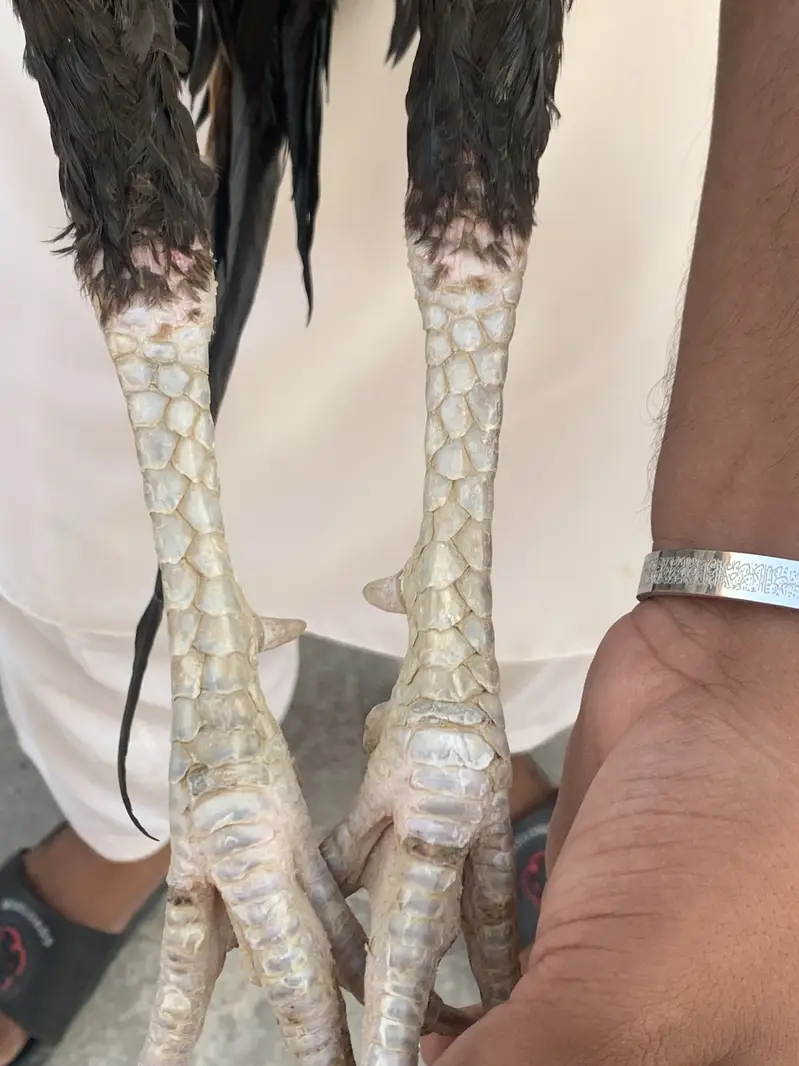 Turkish hint aseel murga for sell — photo 2