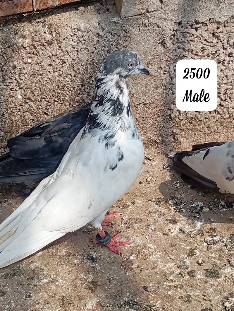 Joro wala kaboter ha — photo 5