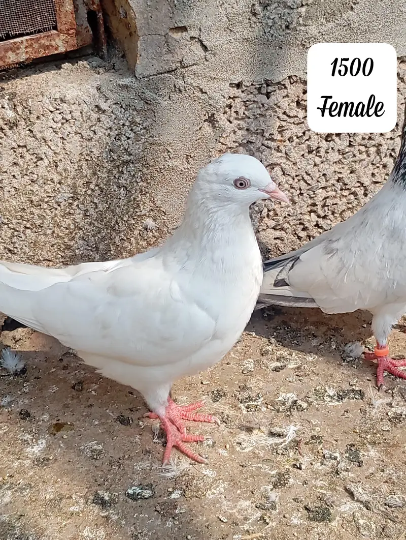 Joro wala kaboter ha — photo 11