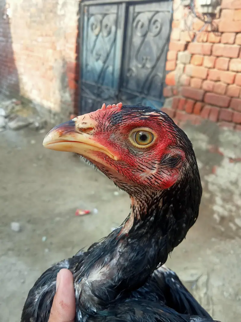urgent sale Vietnam Thai aseel double body bari hight ka patha bana ga