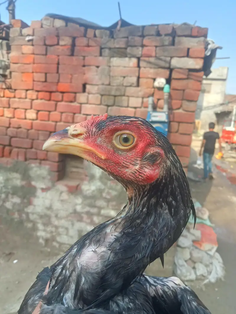urgent sale Vietnam Thai aseel double body bari hight ka patha bana ga — photo 3