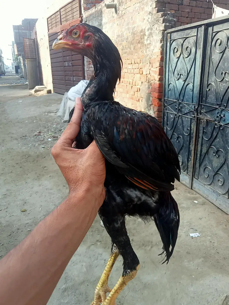 urgent sale Vietnam Thai aseel double body bari hight ka patha bana ga — photo 6