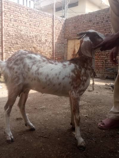 aik bakri sath female path ha