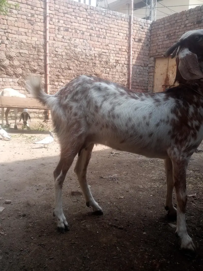 aik bakri sath female path ha — photo 2