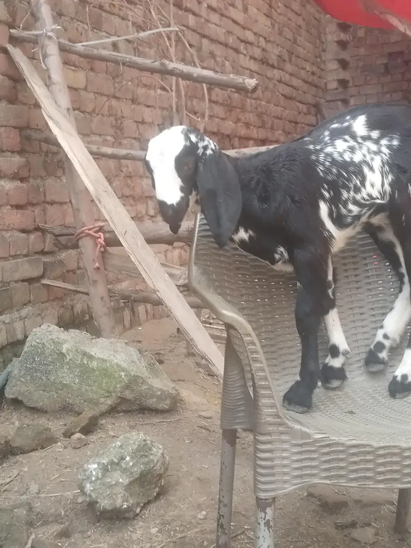 aik bakri sath female path ha — photo 4
