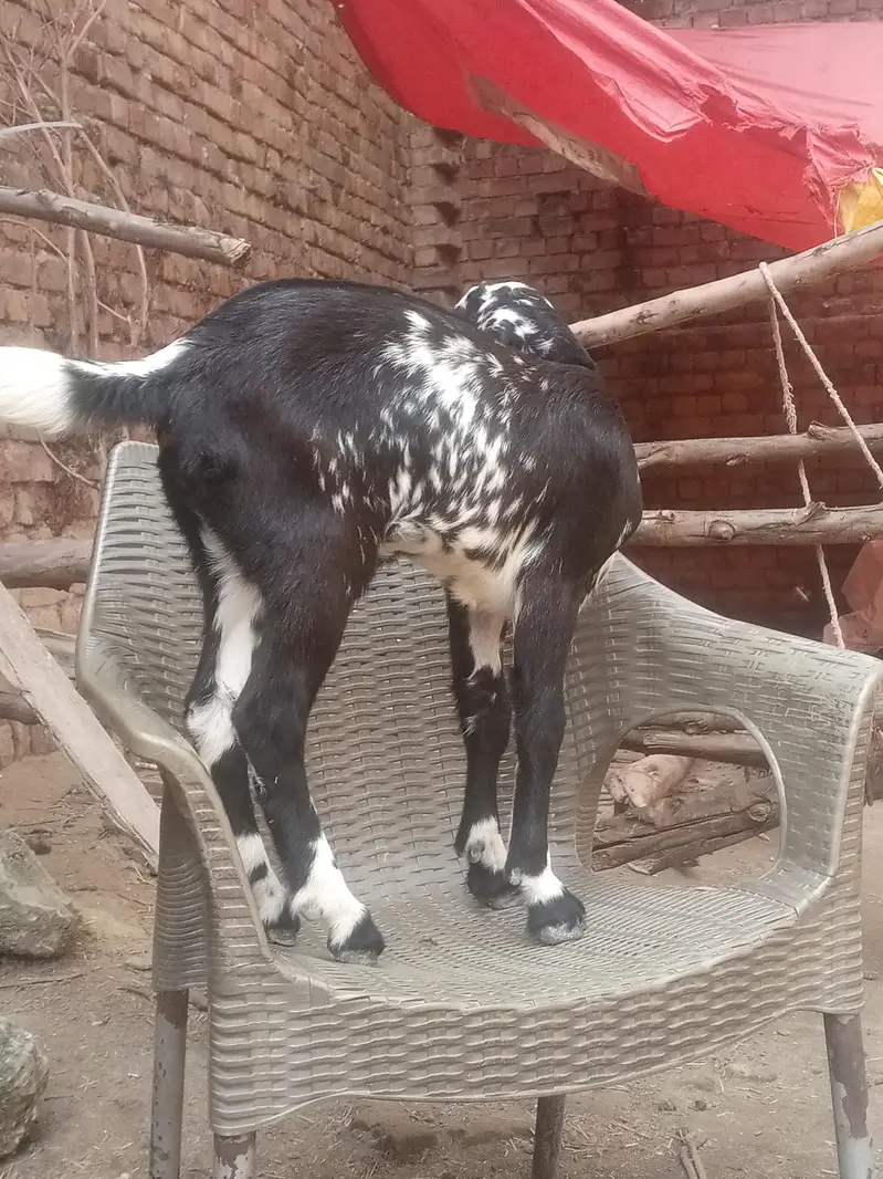 aik bakri sath female path ha — photo 5