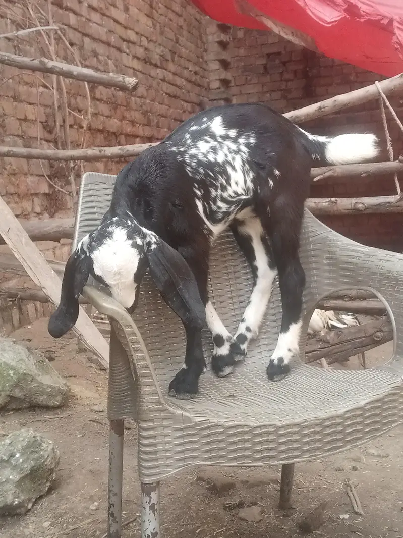 aik bakri sath female path ha — photo 6