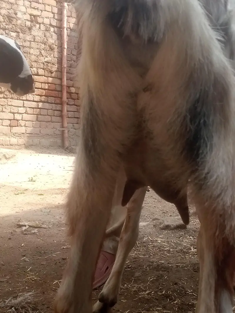 aik bakri sath female path ha — photo 7