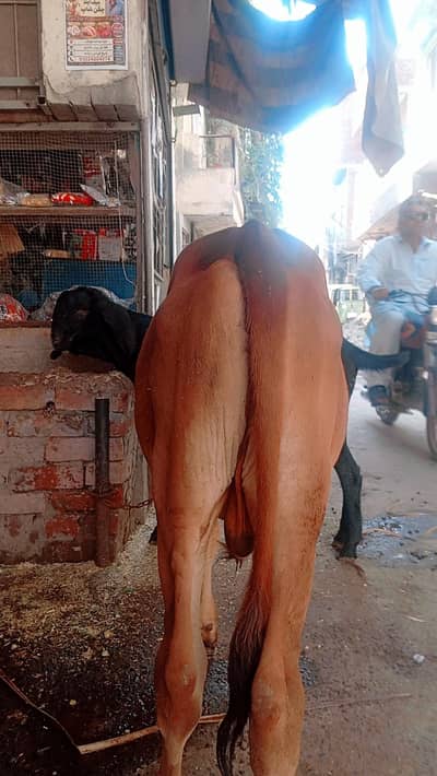 mashallah pure sahiwali bachra for sale