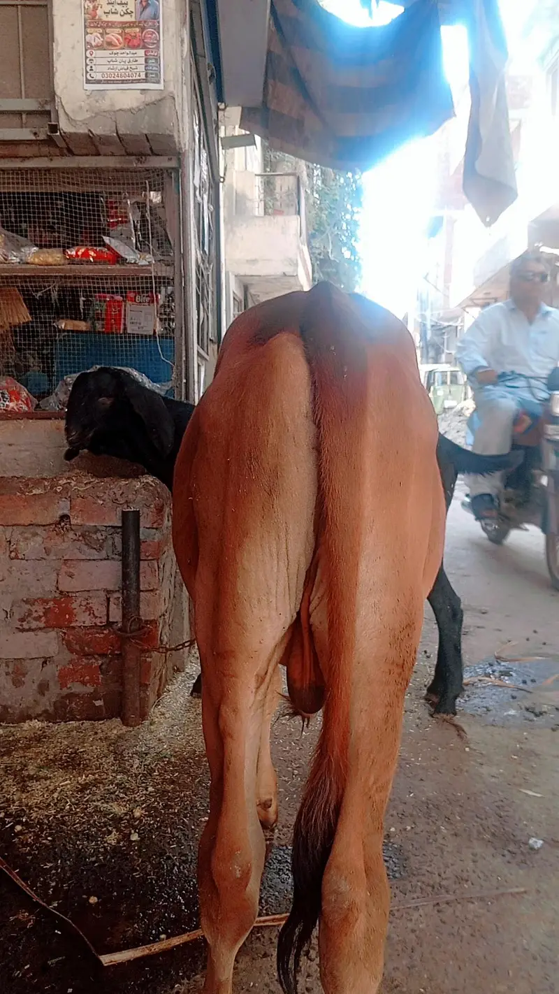 mashallah pure sahiwali bachra for sale