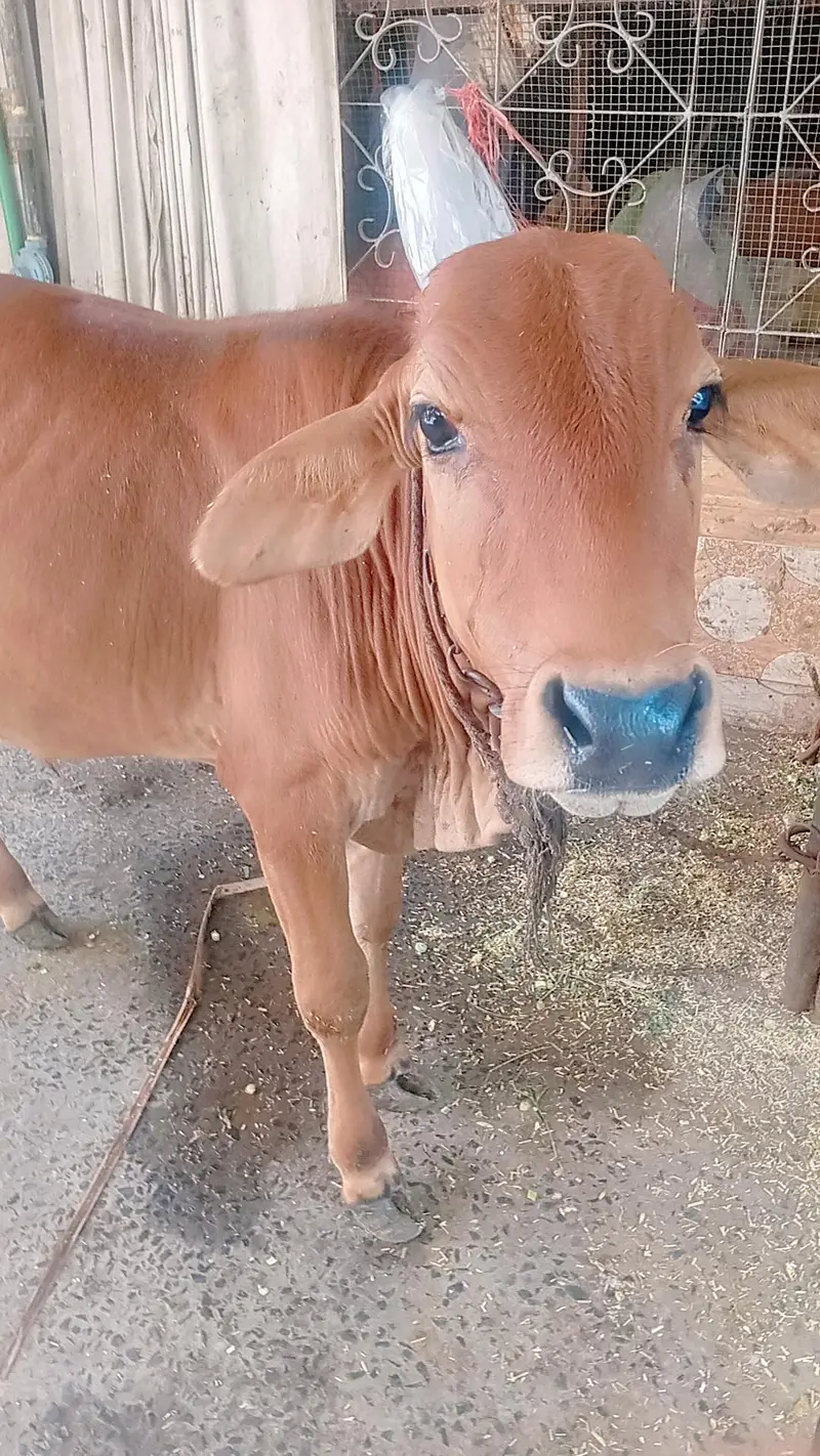 mashallah pure sahiwali bachra for sale — photo 2