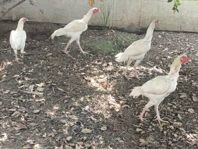 healthy active 3 aseel pathay for sale
