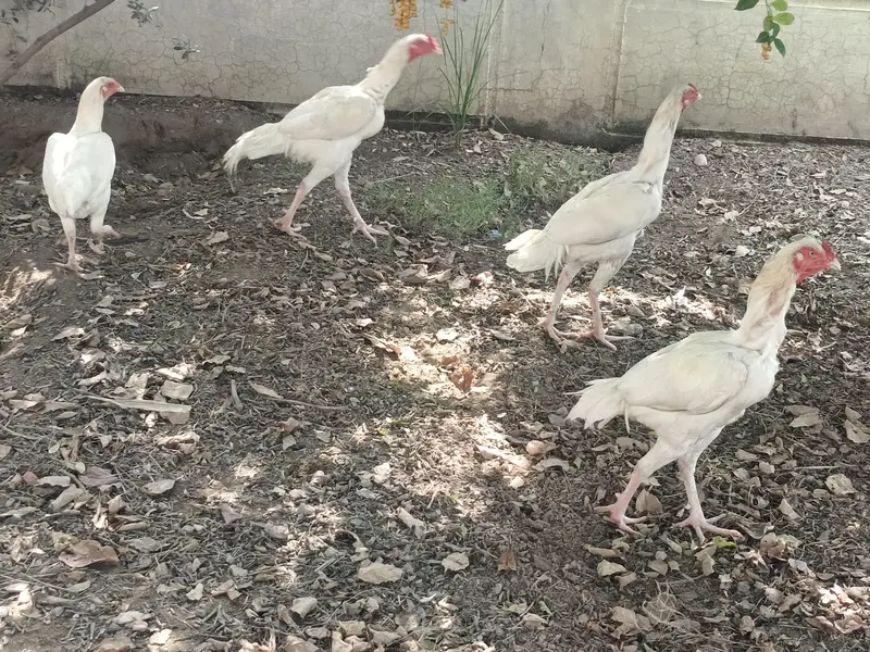 healthy active 3 aseel pathay for sale