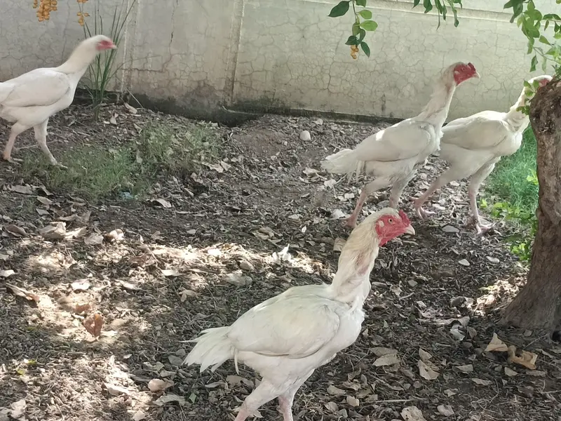 healthy active 3 aseel pathay for sale — photo 2
