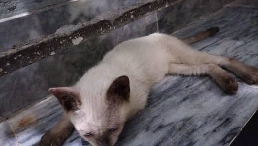 Semi female kitten available