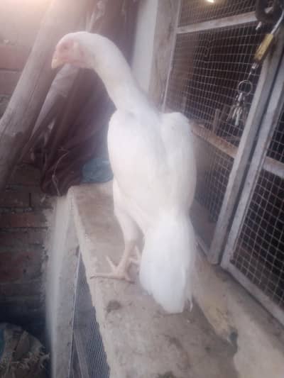 home breed birds for sale in resonabel prize