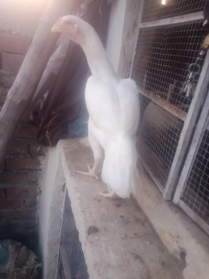 home breed birds for sale in resonabel prize — photo 2