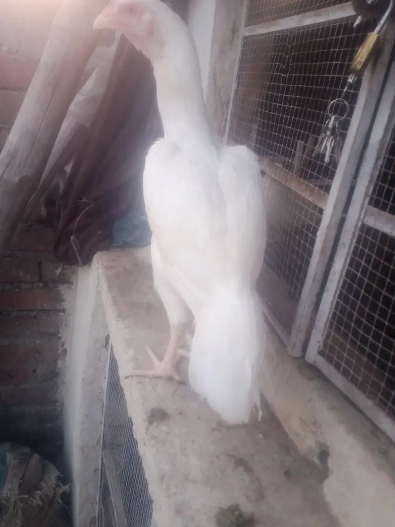 home breed birds for sale in resonabel prize — photo 3