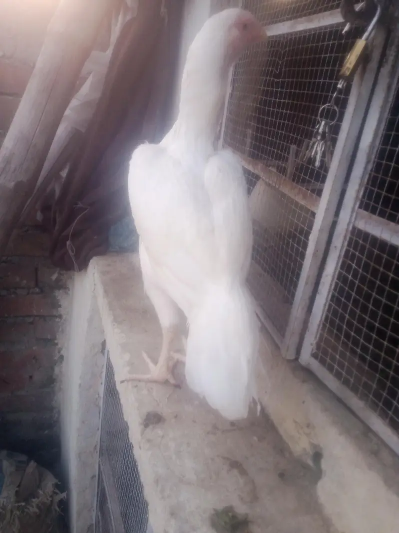 home breed birds for sale in resonabel prize — photo 4