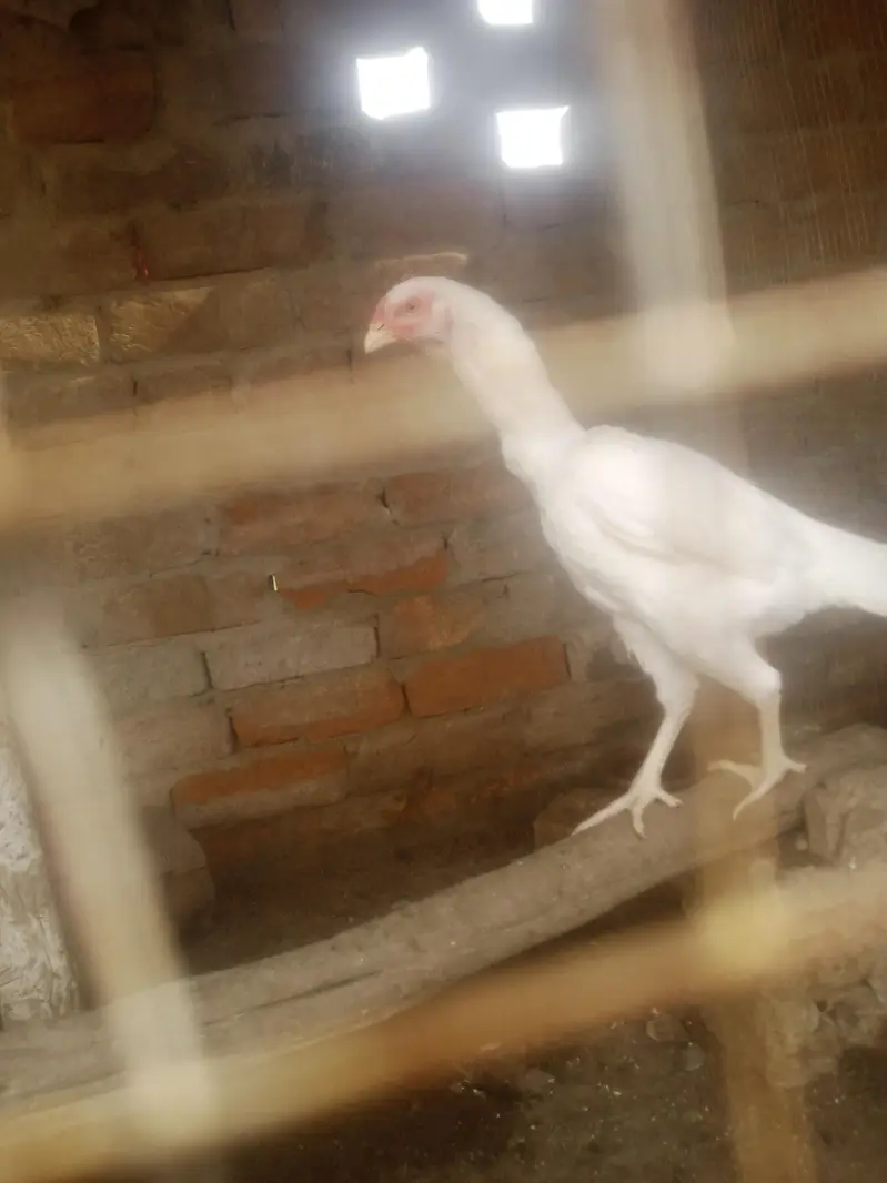 home breed birds for sale in resonabel prize — photo 5