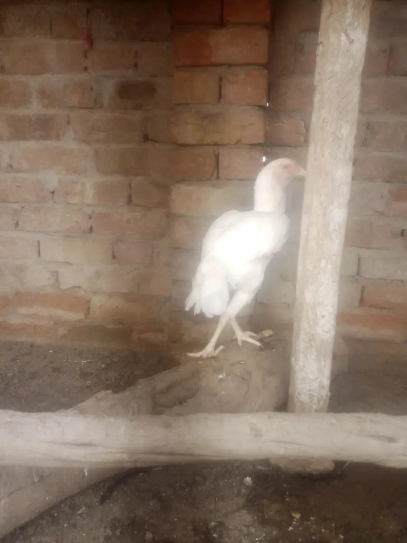 home breed birds for sale in resonabel prize — photo 6